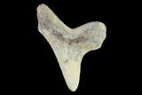 Fossil Shark (Cretoxyrhina) Tooth - Kansas #134843-1